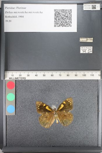 Media type: image;   Entomology 131596